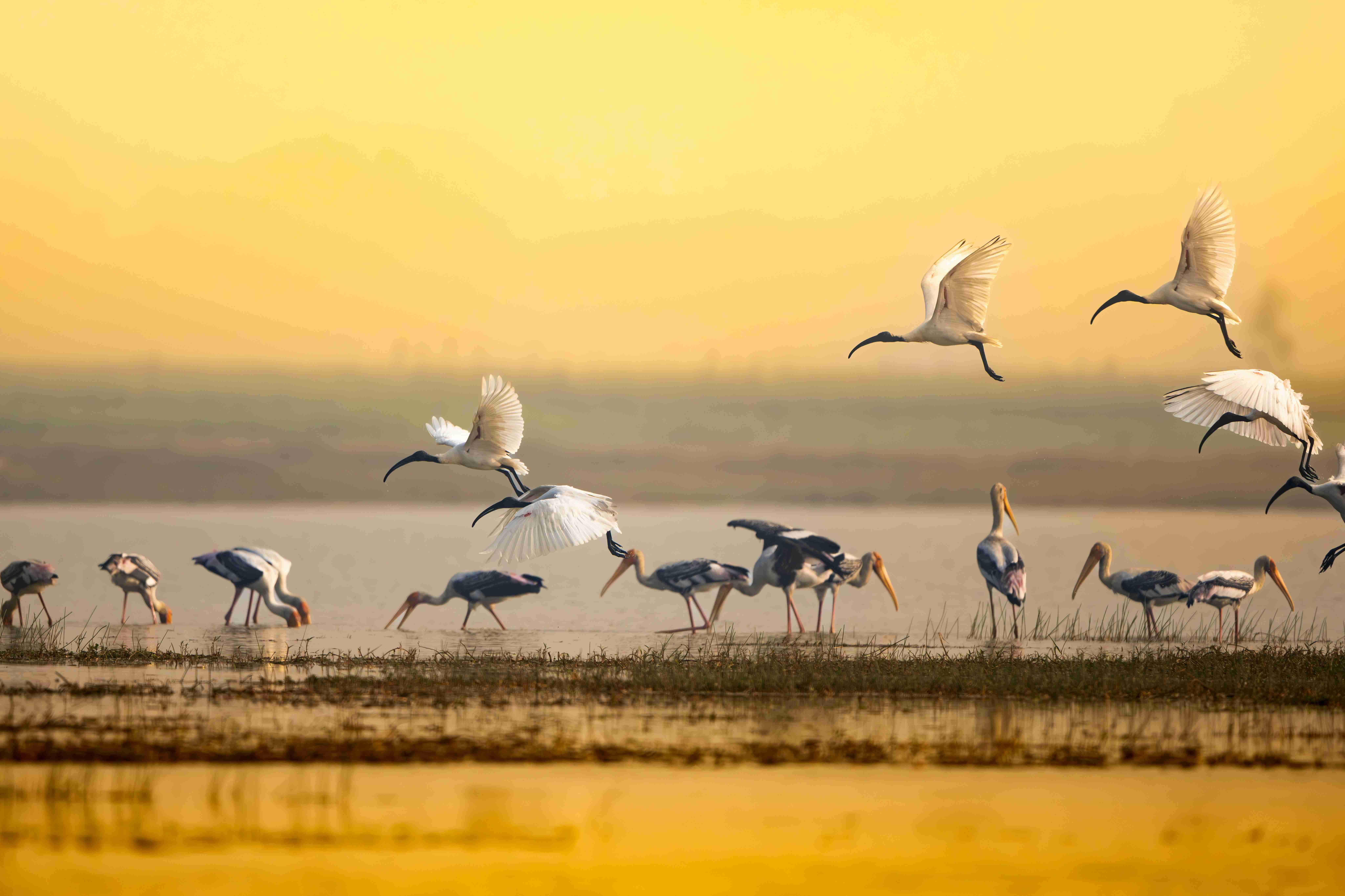 Bird watching tour