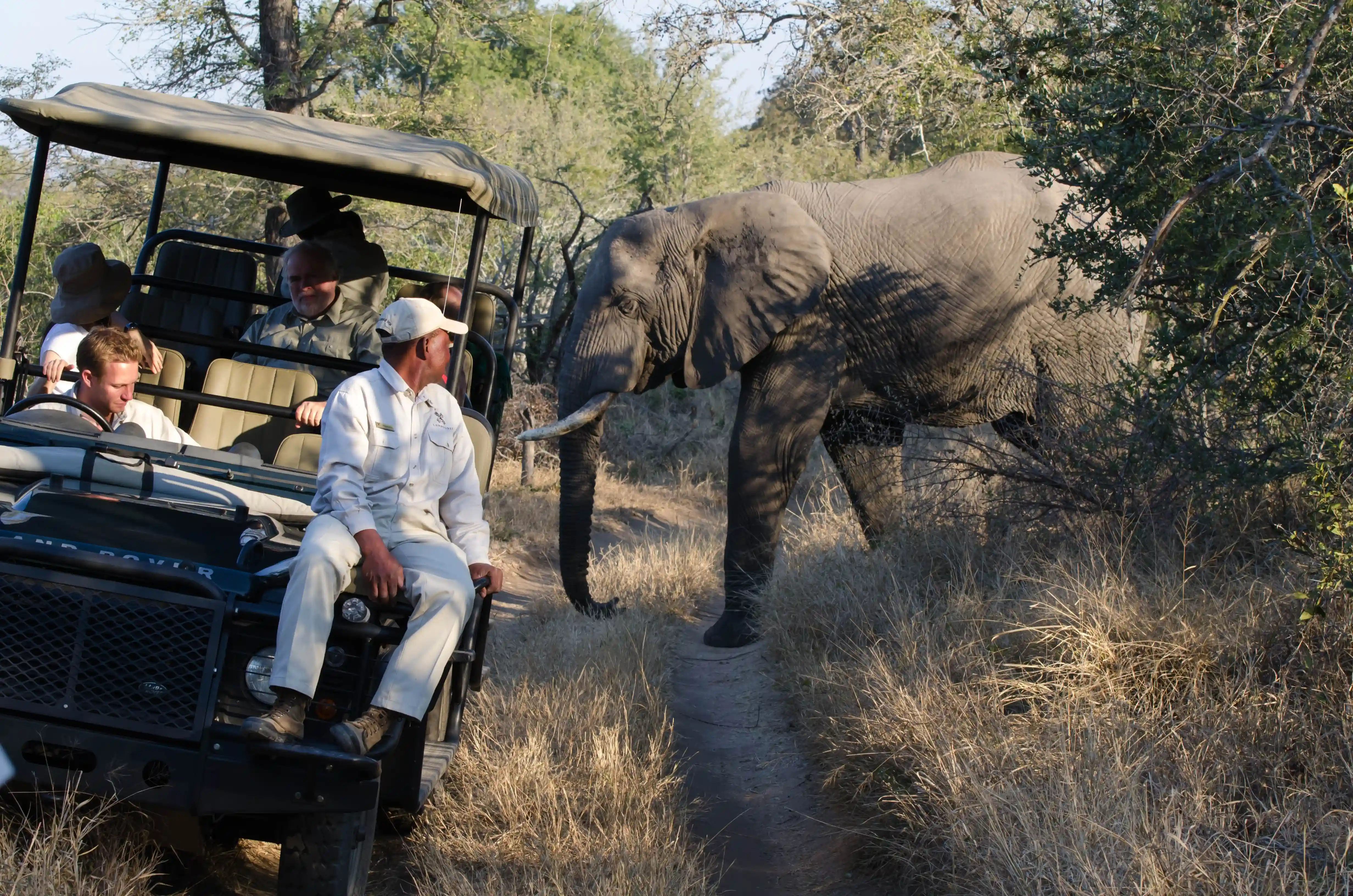 Morning game drive